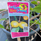 Yellow Lemon Guava - C&J Gardening Center
