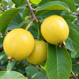 Yellow Lemon Guava - C&J Gardening Center