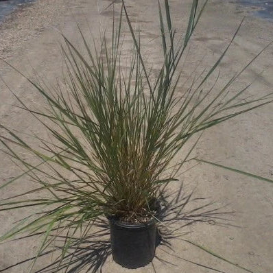 Giant Wildrye | C&J Gardening Center
