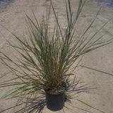 Giant Wildrye - C&J Gardening Center