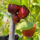 Li Jujube - C&J Gardening Center