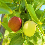 Li Jujube - C&J Gardening Center