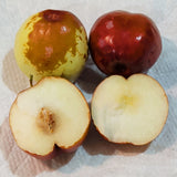 Li Jujube - C&J Gardening Center