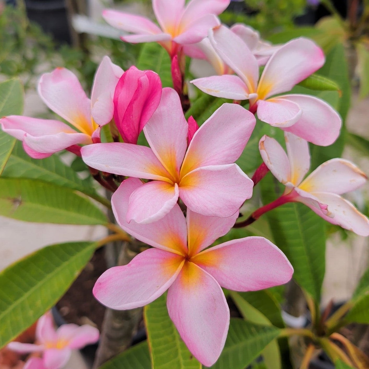 Light Pink Plumeria | C&J Gardening Center