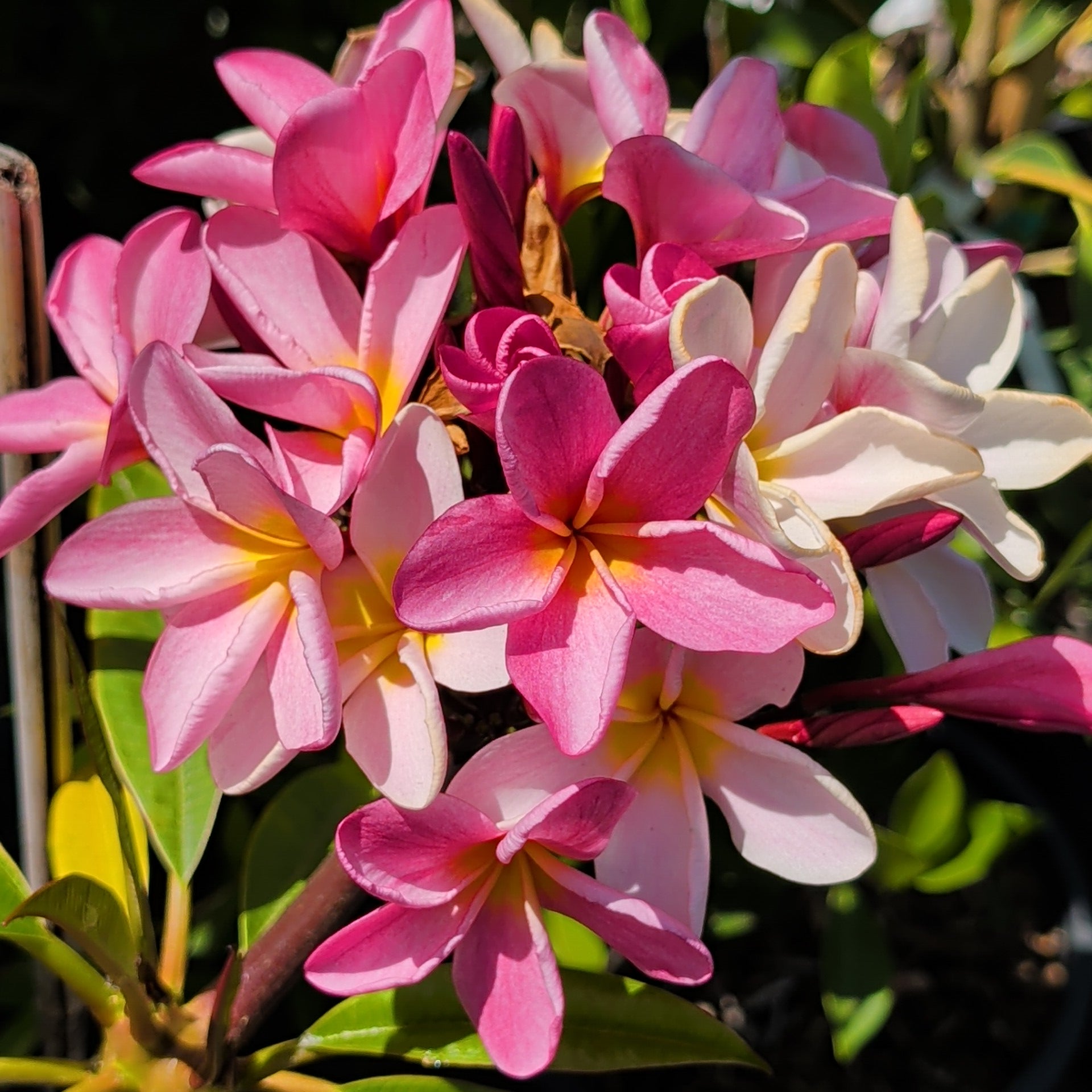 Light Pink Plumeria | C&J Gardening Center Light Pink Plumeria | C&J Gardening Center