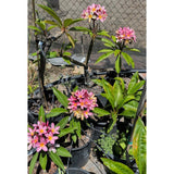 Pink Plumeria - C&J Gardening Center