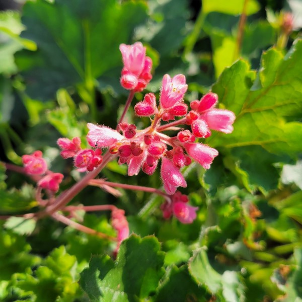 Lillian's Pink Coral Bells | C&J Gardening Center
