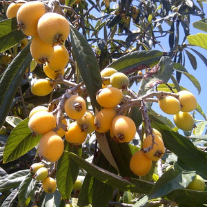 Chinese Giant Loquat ( Seeding )