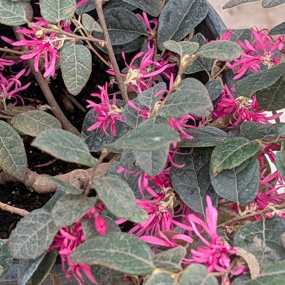 fringe flower plant Pink Chinese Fringe Flower Flower Shrub