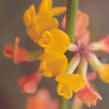 Deer Plant - C&J Gardening Center
