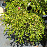 Green Carpet Low Growing Natal Plum - C&J Gardening Center