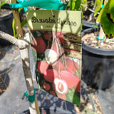 Brewster Lychee - C&J Gardening Center