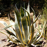Marginata Century Plant