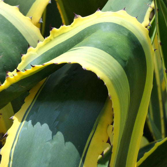 Marginata Century Plant