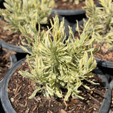 Meerlo Variegated Lavender - C&J Gardening Center