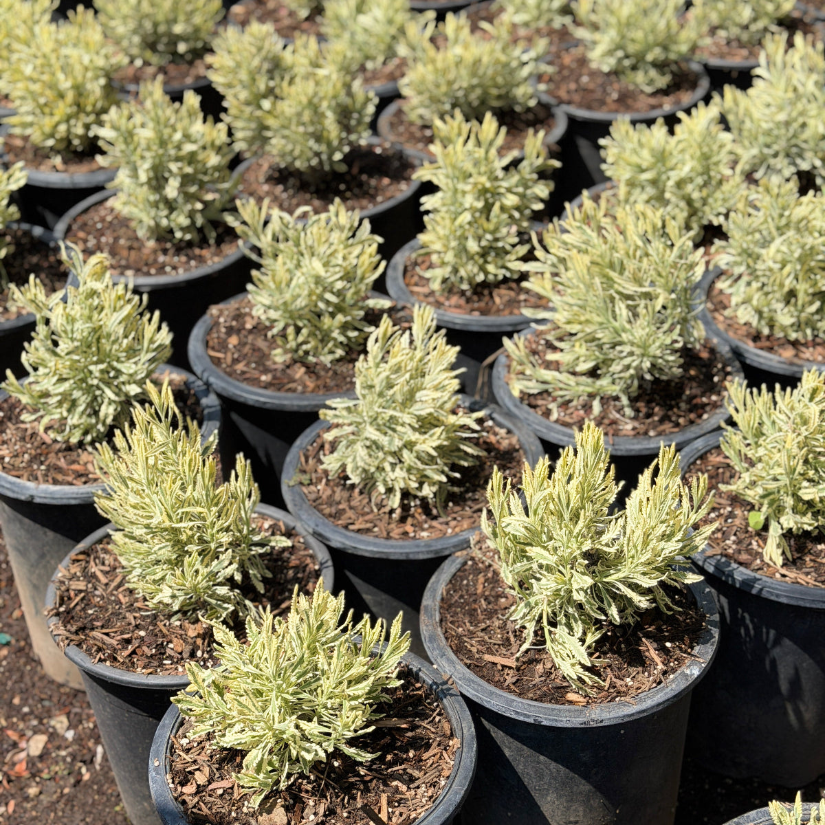 meerlo lavender plant Meerlo Variegated Lavender Flower Shrub