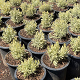 Meerlo Variegated Lavender - C&J Gardening Center