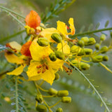 Mexican Palo Verde