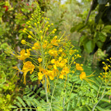 Mexican Bird of Paradise - C&J Gardening Center