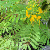 Mexican Bird of Paradise - C&J Gardening Center