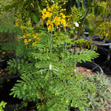 Mexican Bird of Paradise - C&J Gardening Center