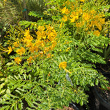 Mexican Bird of Paradise - C&J Gardening Center