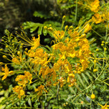 Mexican Bird of Paradise - C&J Gardening Center