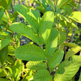 Mexican Yellow Guava - C&J Gardening Center