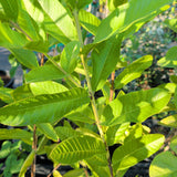 Mexican Yellow Guava - C&J Gardening Center