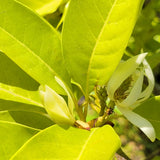 Michelia Alba - White Champaca - C&J Gardening Center
