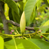 Michelia Alba - White Champaca - C&J Gardening Center