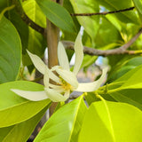 Michelia Alba - White Champaca - C&J Gardening Center