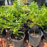 Mickey Mouse Plant - Ochna serrulata - C&J Gardening Center