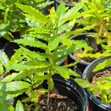 Mickey Mouse Plant - Ochna serrulata - C&J Gardening Center