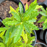 Mickey Mouse Plant - Ochna serrulata - C&J Gardening Center