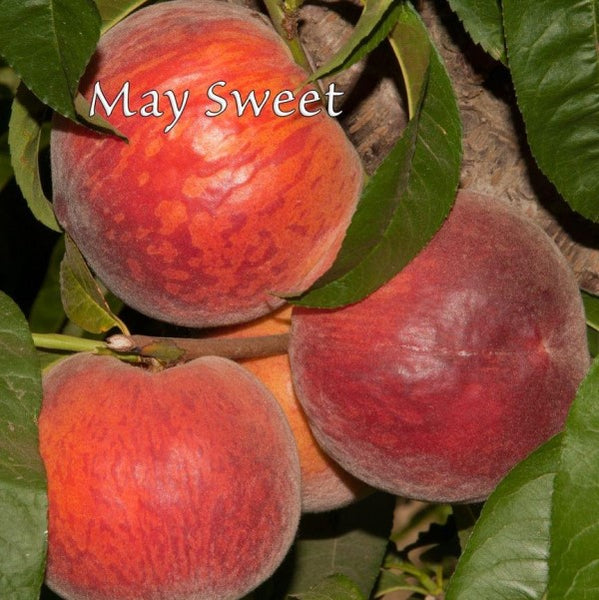 ピーチ　D Mid-Pride Yellow Peach | C&J Gardening Center