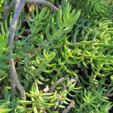 Miniature Pine Tree