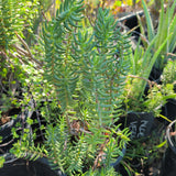 Miniature Pine Tree