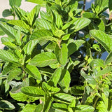Mint Plant - C&J Gardening Center