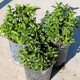 Mint Plant - C&J Gardening Center