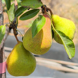 Moonglow Pear - C&J Gardening Center