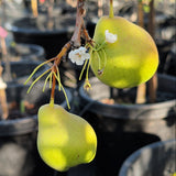 Moonglow Pear - C&J Gardening Center