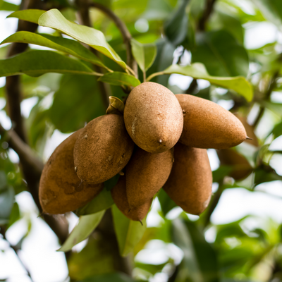 Morena Sapodilla