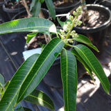 Nam Doc Mai Mango - C&J Gardening Center