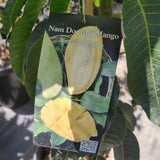 Nam Doc Mai Mango - C&J Gardening Center