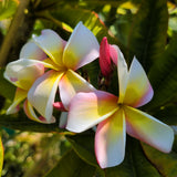 Nebel's Rainbow Plumeria - C&J Gardening Center