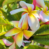 Nebel's Rainbow Plumeria - C&J Gardening Center