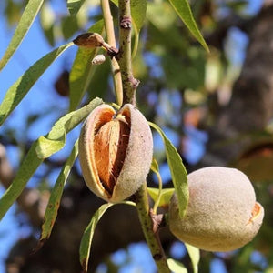 Nonpareil Almond Tree