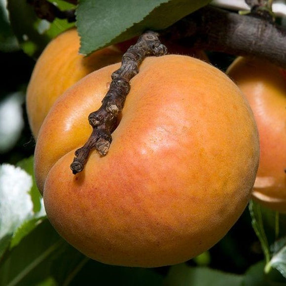 Nugget Apricot
