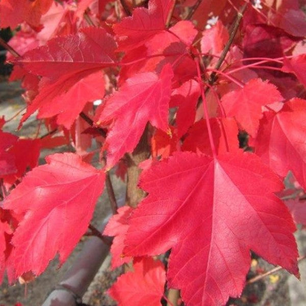 Optimal kolbe sukker October Glory Red Maple | C&J Gardening Center
